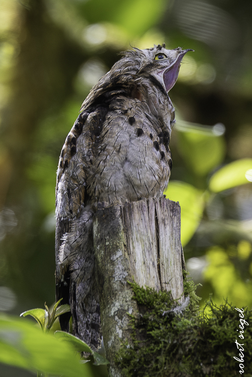 potoo